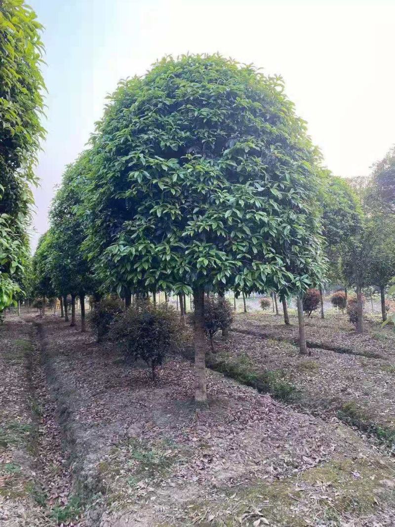 桂花，供应每个品种桂花，规格齐全，高低杆大小规格齐全，