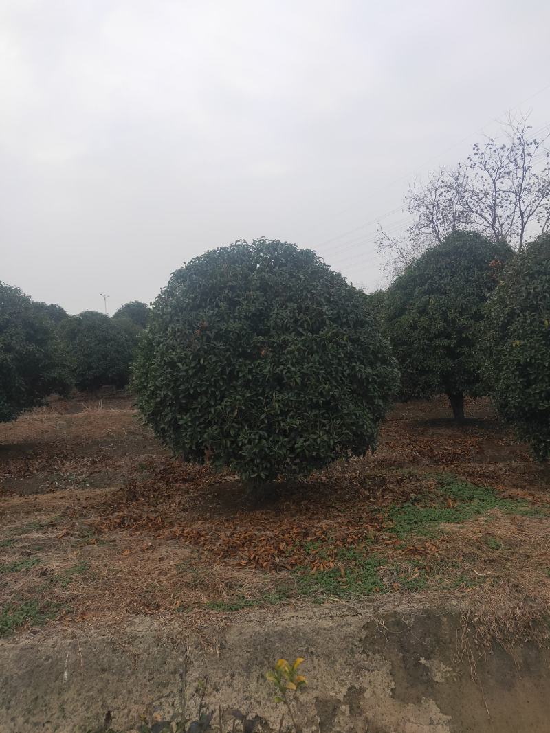 桂花，供应每个品种桂花，规格齐全，高低杆大小规格齐全，