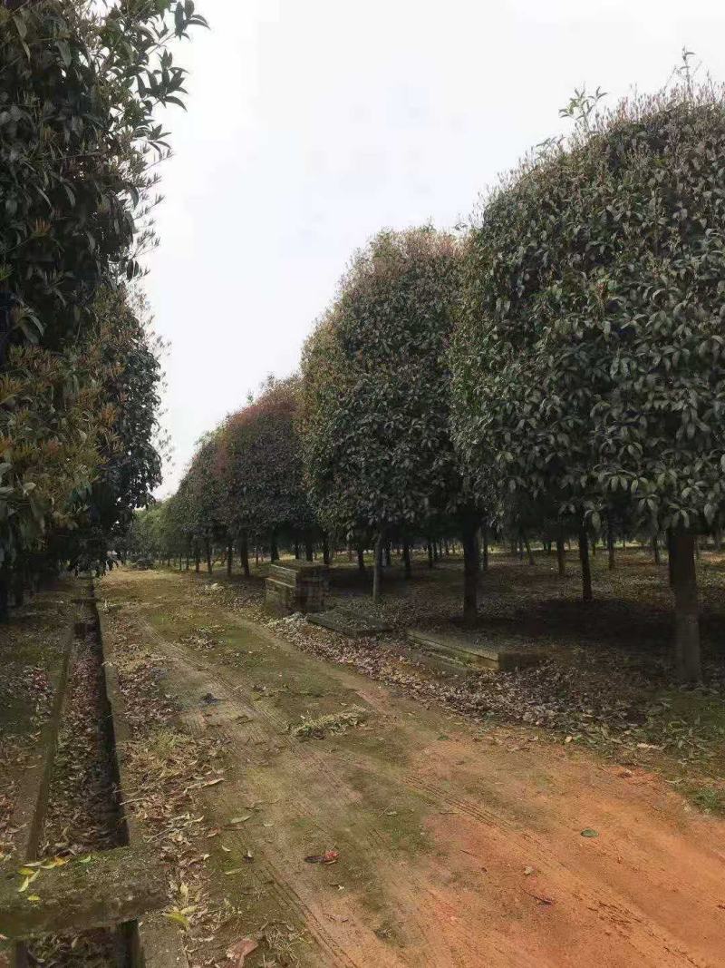桂花，供应每个品种桂花，规格齐全，高低杆大小规格齐全，