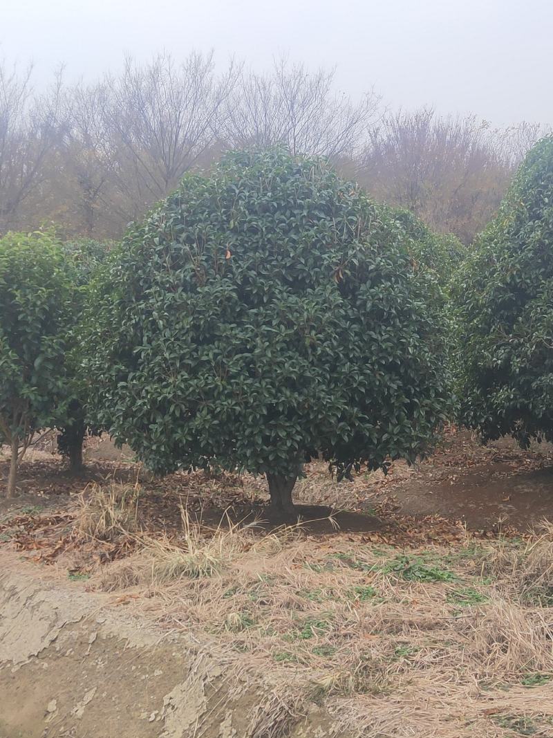 桂花，供应每个品种桂花，规格齐全，高低杆大小规格齐全，