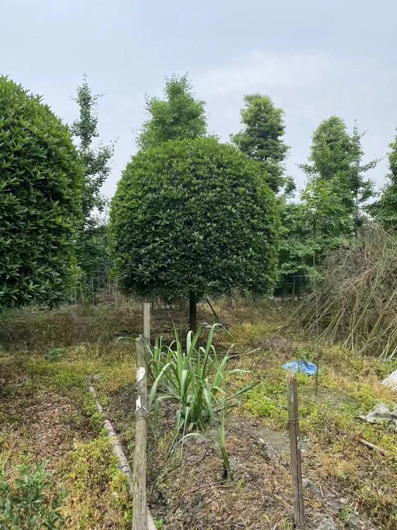 桂花，供应每个品种桂花，规格齐全，高低杆大小规格齐全，