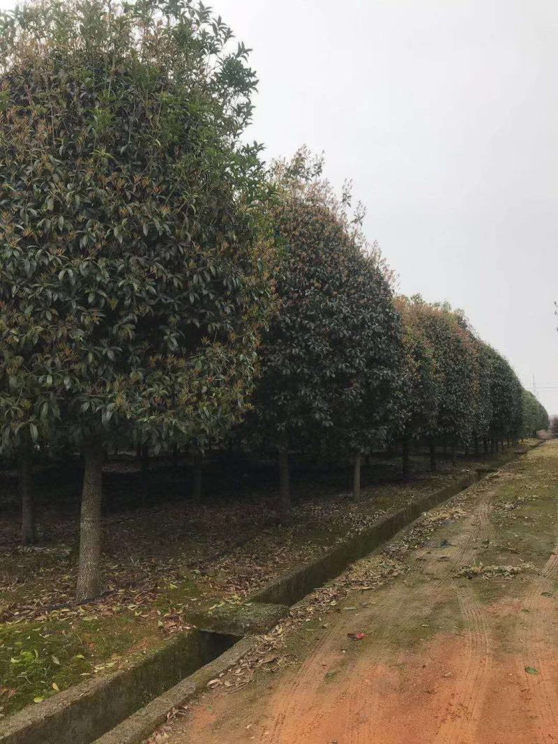 桂花，供应每个品种桂花，规格齐全，高低杆大小规格齐全，