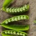 【推荐】豌豆荚青豌豆甜豌豆量大从优产地直销货源充足！