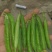 【推荐】豌豆荚青豌豆甜豌豆量大从优产地直销货源充足！