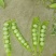 【推荐】豌豆荚青豌豆甜豌豆量大从优产地直销货源充足！