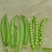 【推荐】豌豆荚青豌豆甜豌豆量大从优产地直销货源充足！