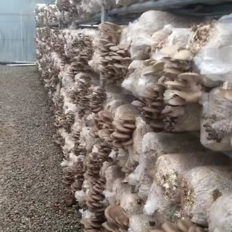 各类菌棒出售