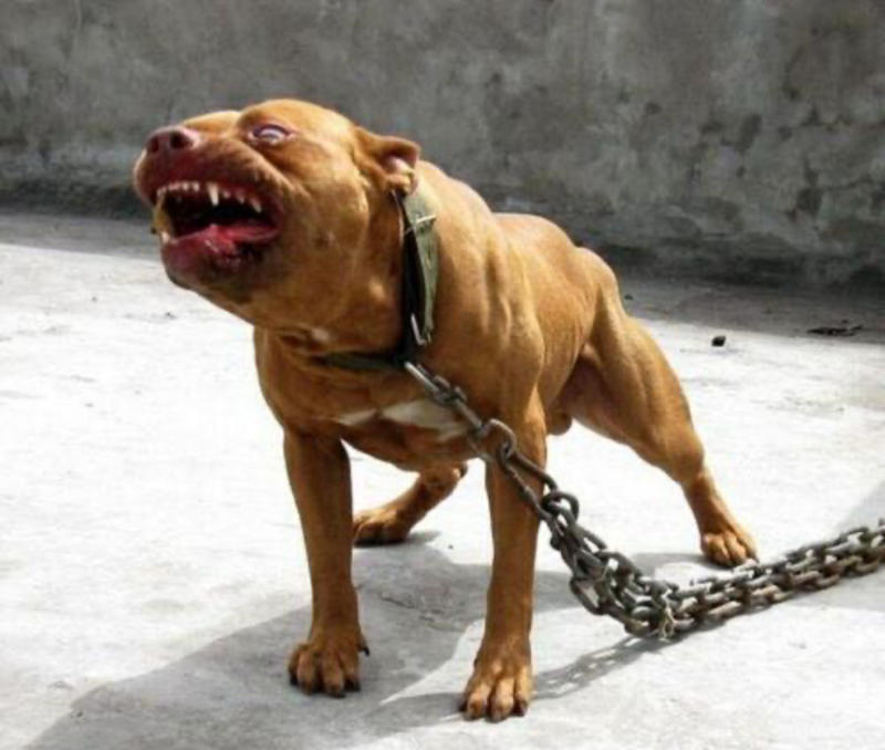 比特犬幼犬纯种美国血统巨型比特犬大头版狩猎斗狗