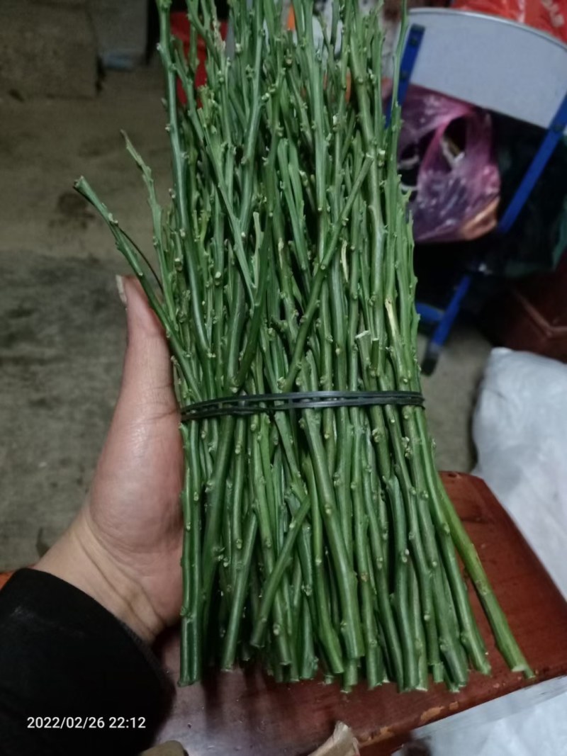 脆蜜金柑嫁接枝条，现剪现卖，包品种正宗基地直发