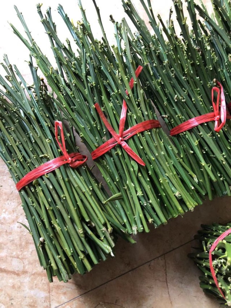 脆蜜金柑嫁接枝条，现剪现卖，包品种正宗基地直发