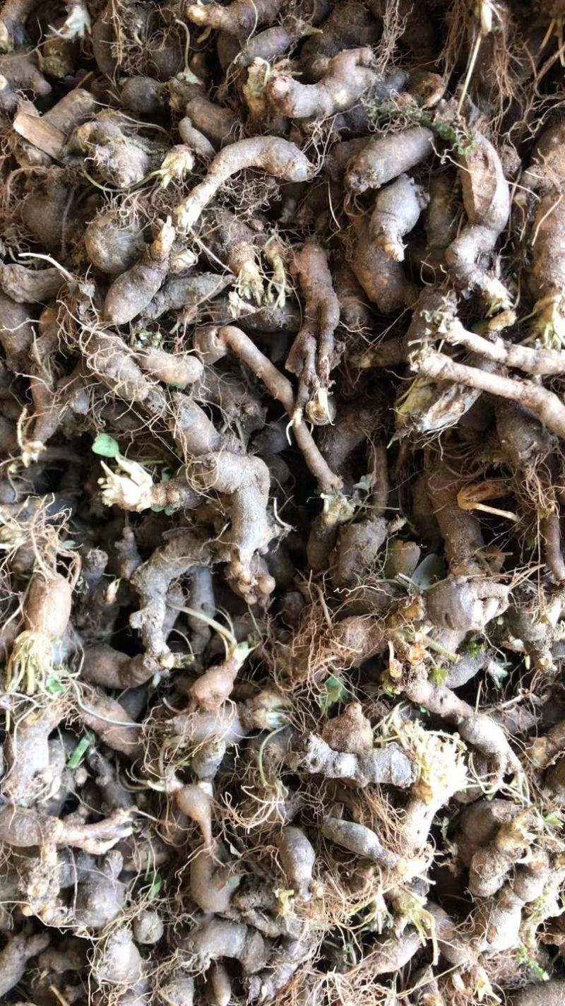 天葵子鲜货，干净无杂，全部都是今年新货！