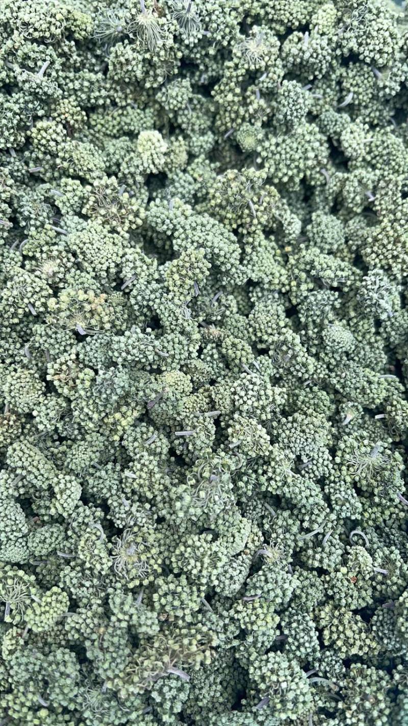 云南文山精品三七花【今年新三七花】自种自销