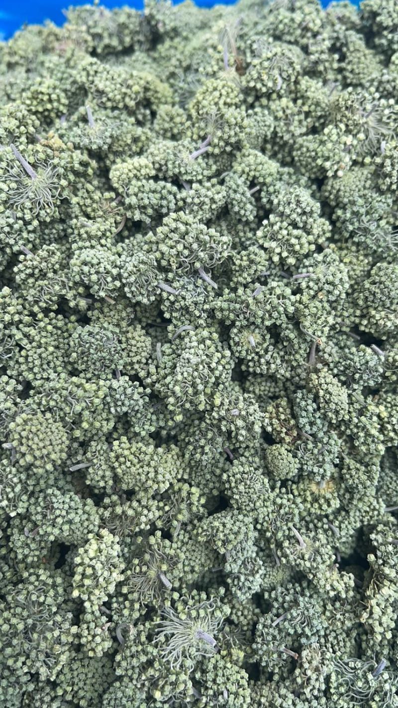 云南文山精品三七花【今年新三七花】自种自销