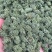云南文山精品三七花【今年新三七花】自种自销