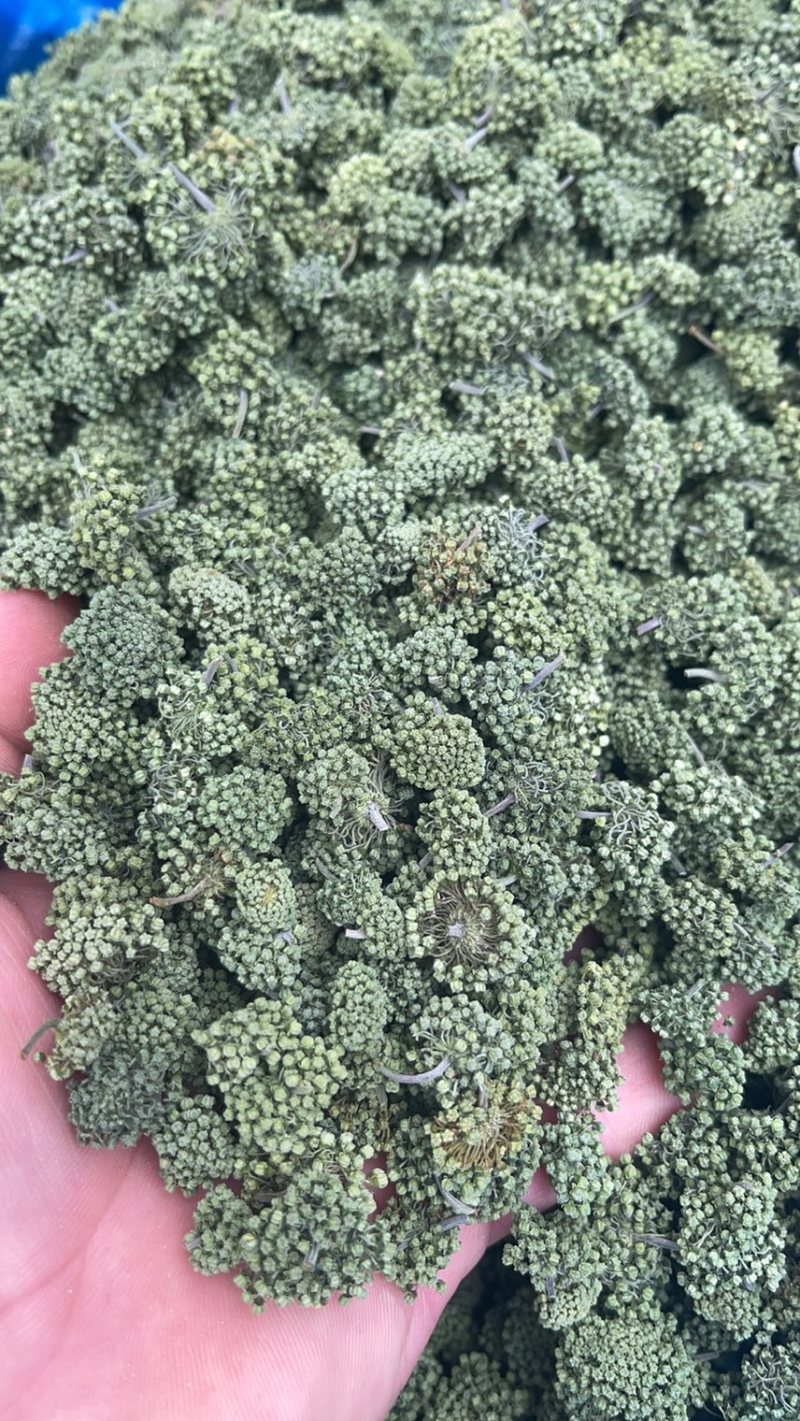 云南文山精品三七花【今年新三七花】自种自销
