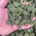云南文山精品三七花【今年新三七花】自种自销