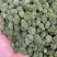 云南文山精品三七花【今年新三七花】自种自销