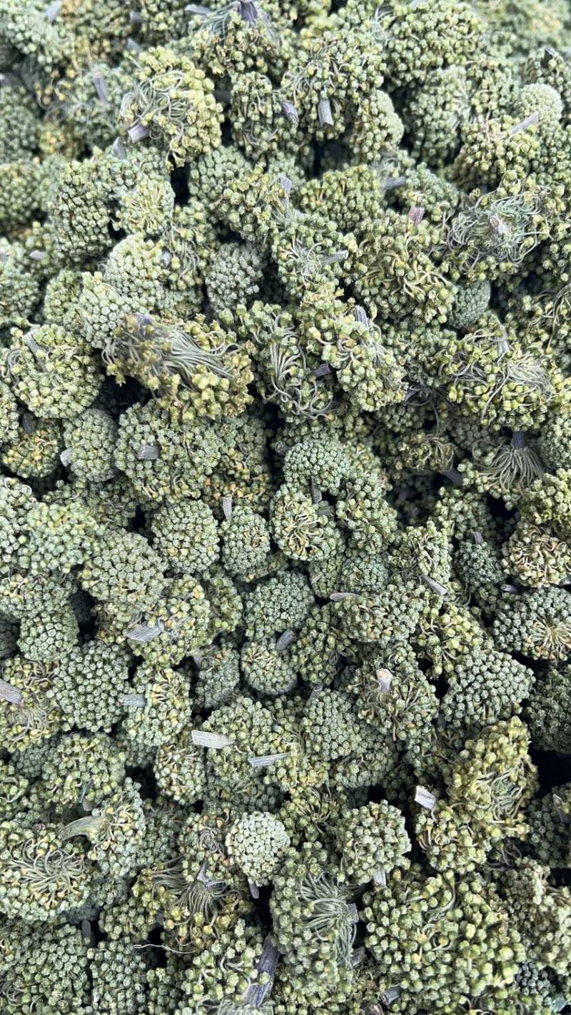 云南文山精品三七花【今年新三七花】自种自销
