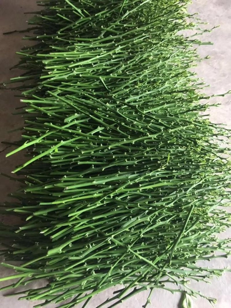 脆蜜金柑嫁接枝条，现剪现卖，包品种正宗基地直发