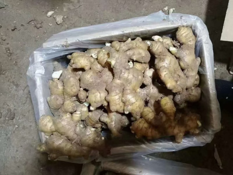 山东高产姜种产地直销全国发货质量有保证，货源充足山洞储存
