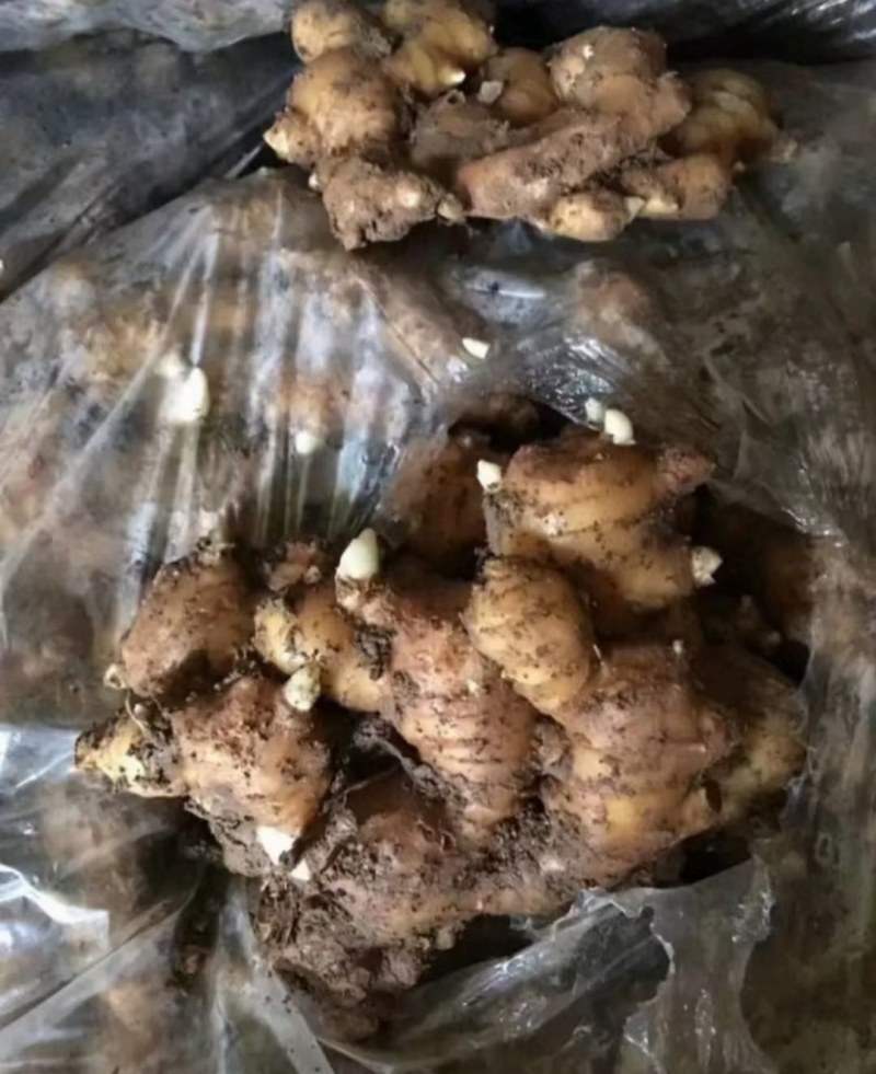 山东高产姜种产地直销全国发货质量有保证，货源充足山洞储存