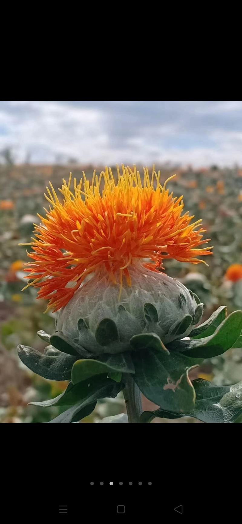 红花种子，草红花籽