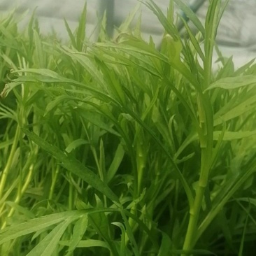 湖北洪湖泥蒿