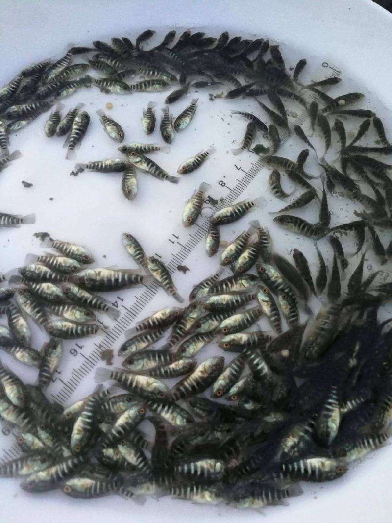 鱼苗淡水石斑鱼苗特级种苗