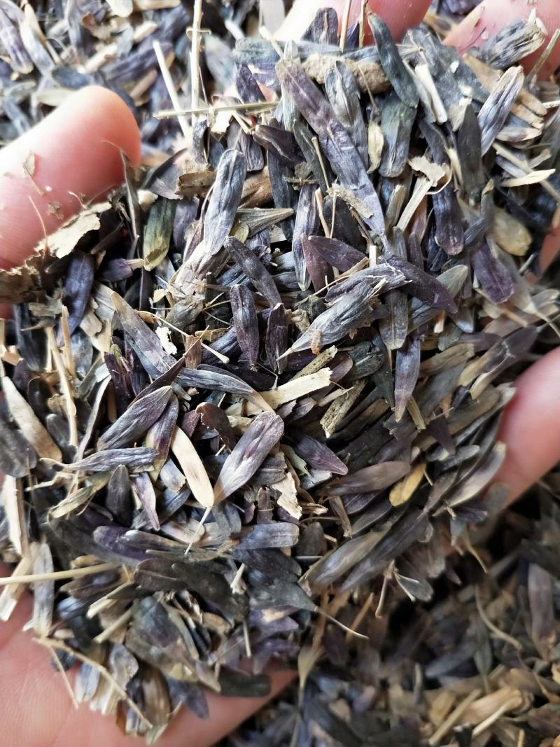 板蓝根，板蓝根种子