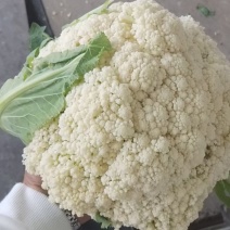 花菜，好货，要的