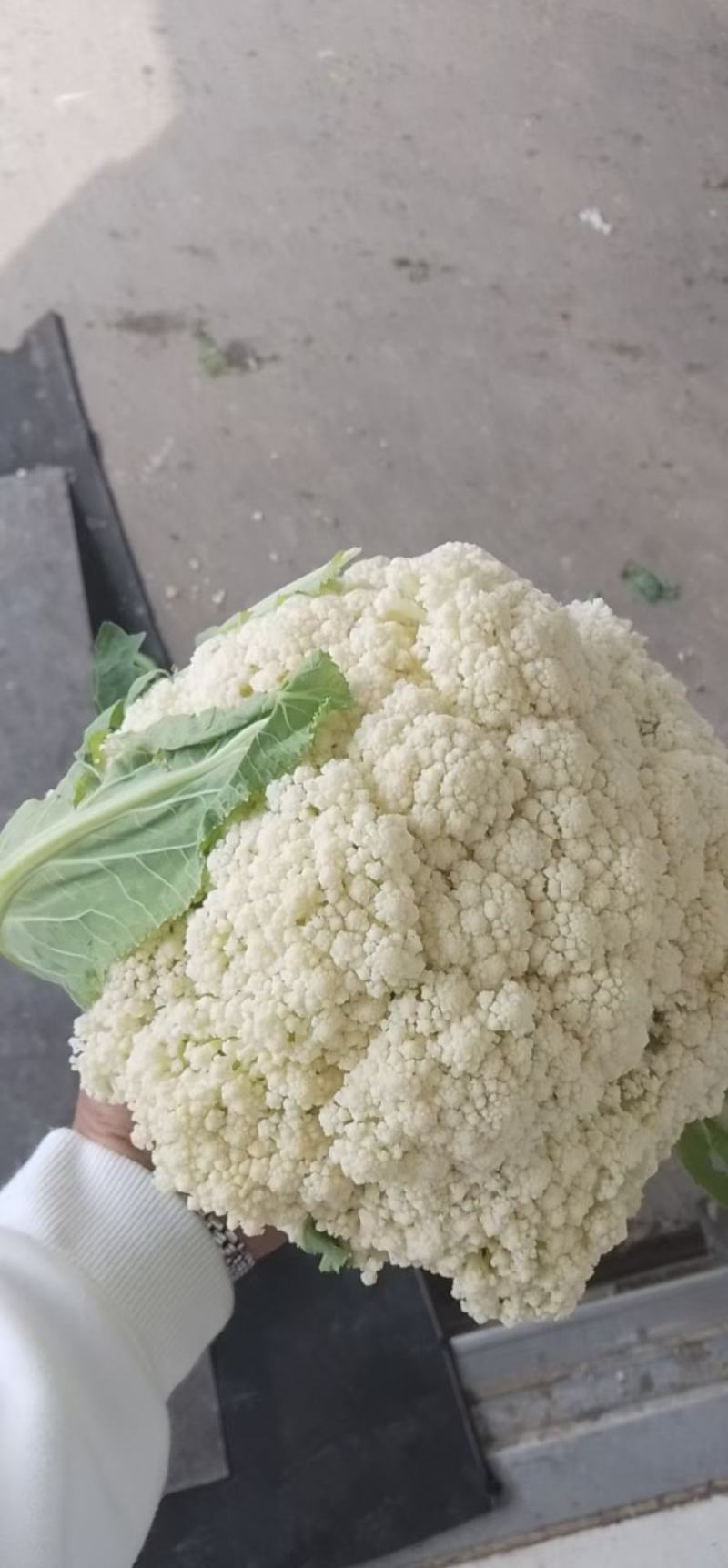 大量有货了，要的联系