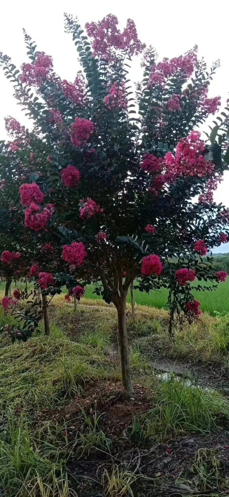 四川红紫薇，单杆红花紫薇，大小规格齐全，