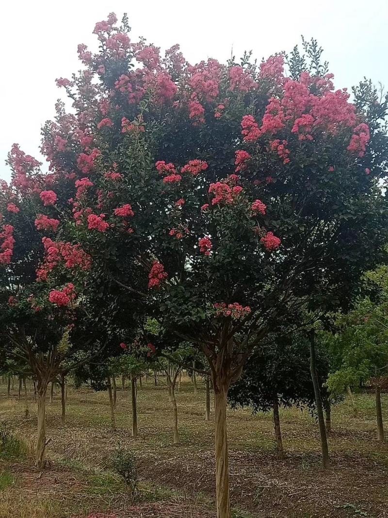 四川红紫薇，单杆红花紫薇，大小规格齐全，