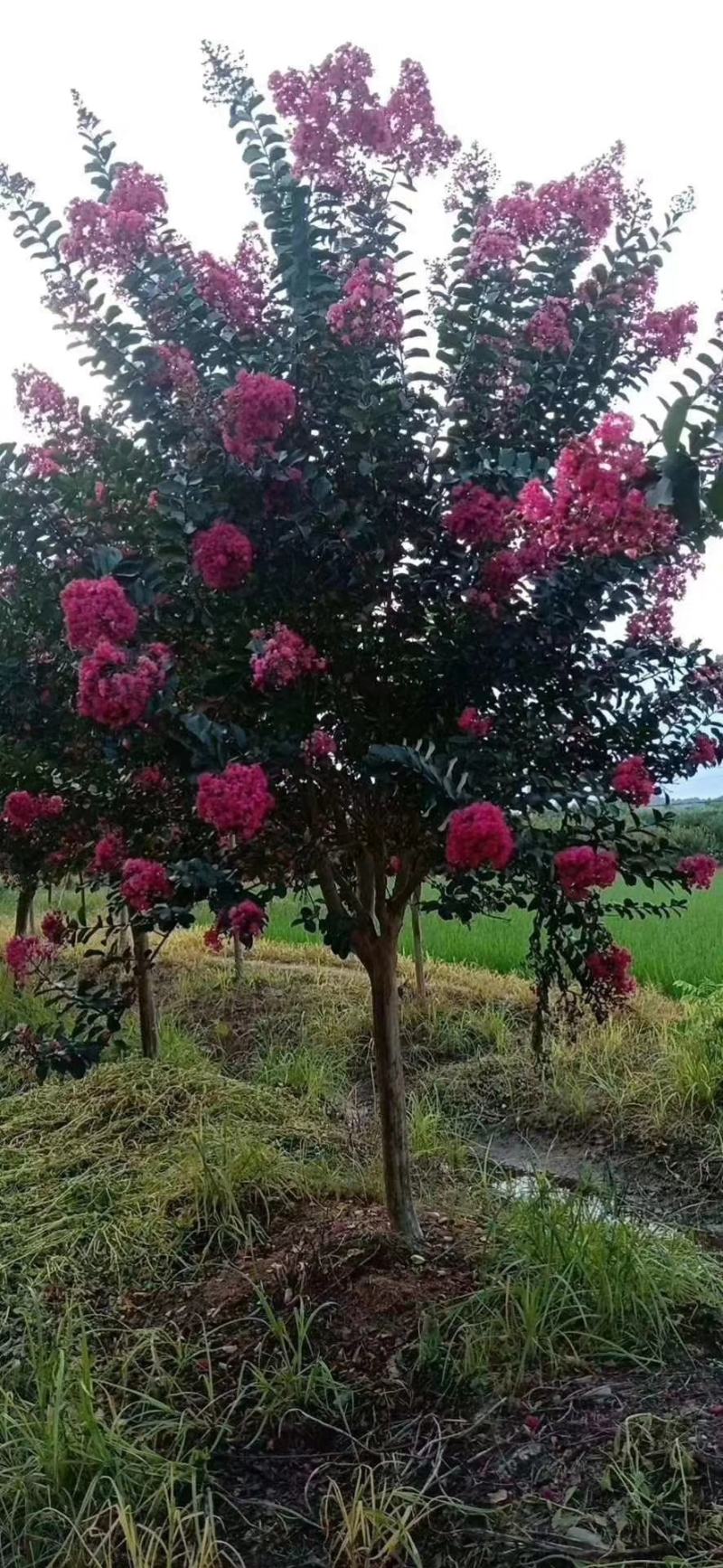 四川红紫薇，单杆红花紫薇，大小规格齐全，