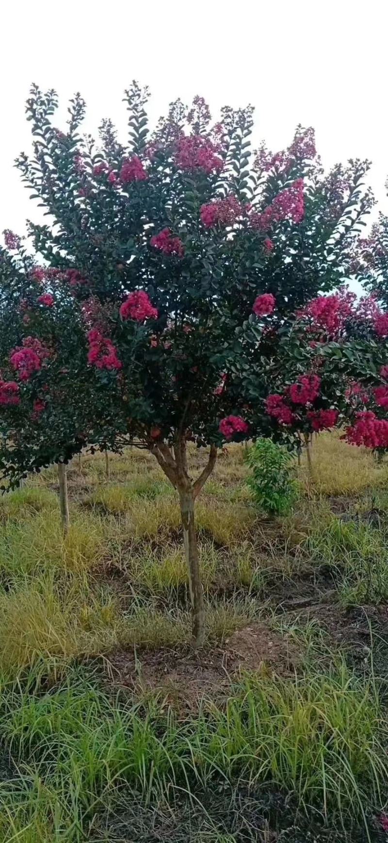 四川红紫薇，单杆红花紫薇，大小规格齐全，