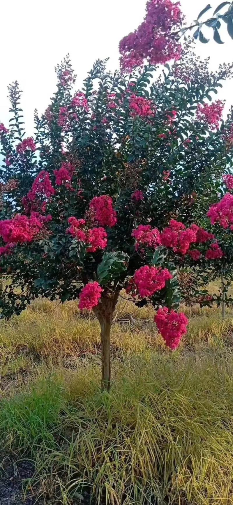 四川红紫薇，单杆红花紫薇，大小规格齐全，
