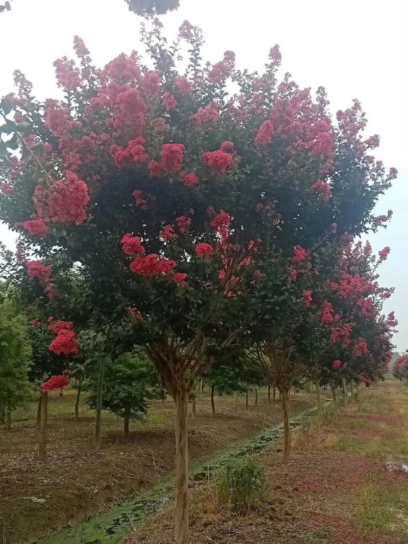 四川红紫薇，单杆红花紫薇，大小规格齐全，