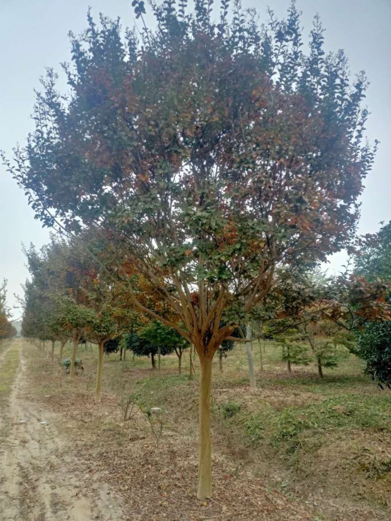 四川红紫薇，单杆红花紫薇，大小规格齐全，