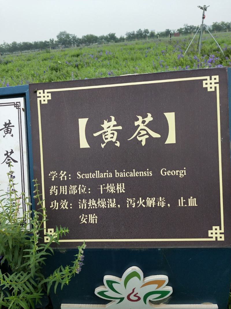 黄芩种子，黄芩子，精选黄芩种子，2025全新种子，发货快