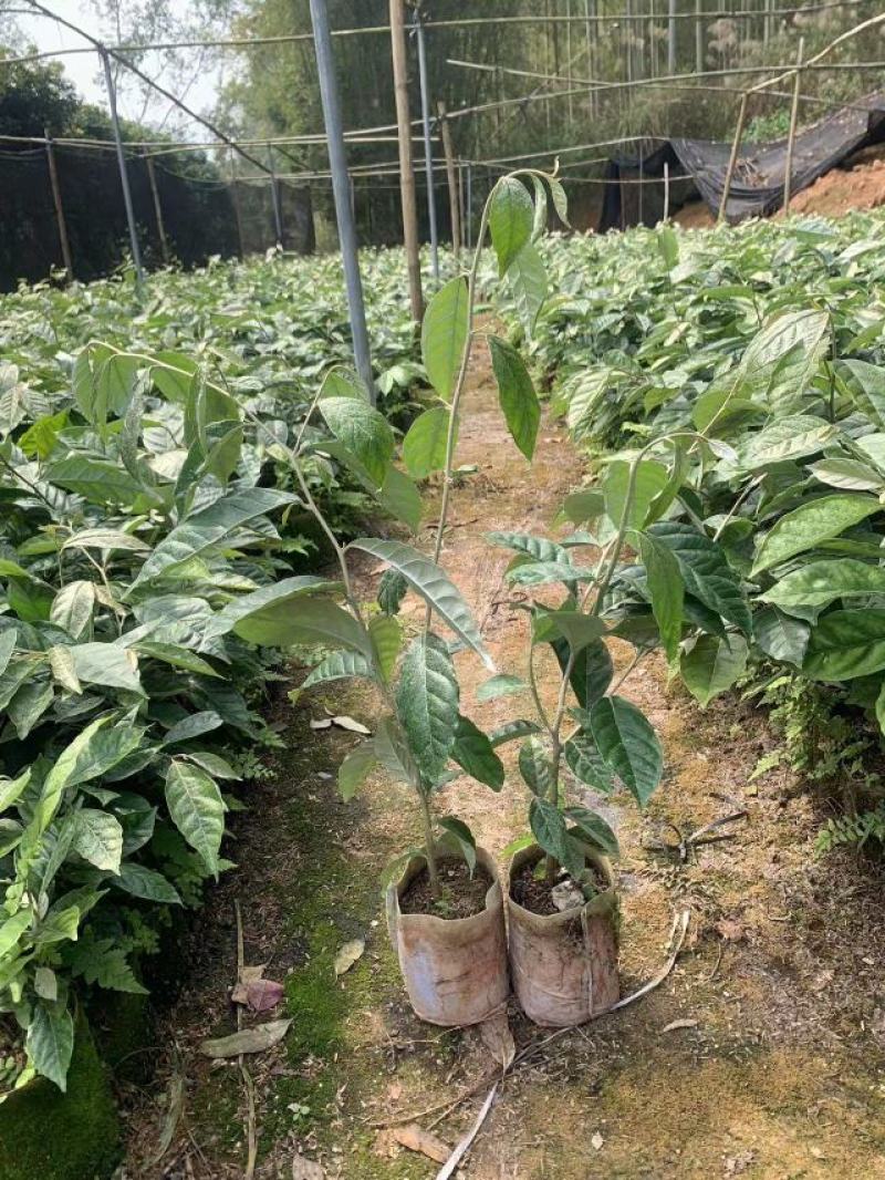 [优选]羊奶果苗德甜二号胡颓子苗纯甜羊奶果树苗包邮发