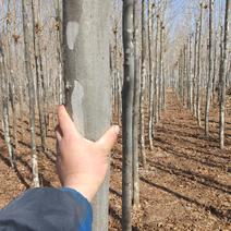 8年法桐树苗，直径8至15cm,已去树冠高4.2米左右