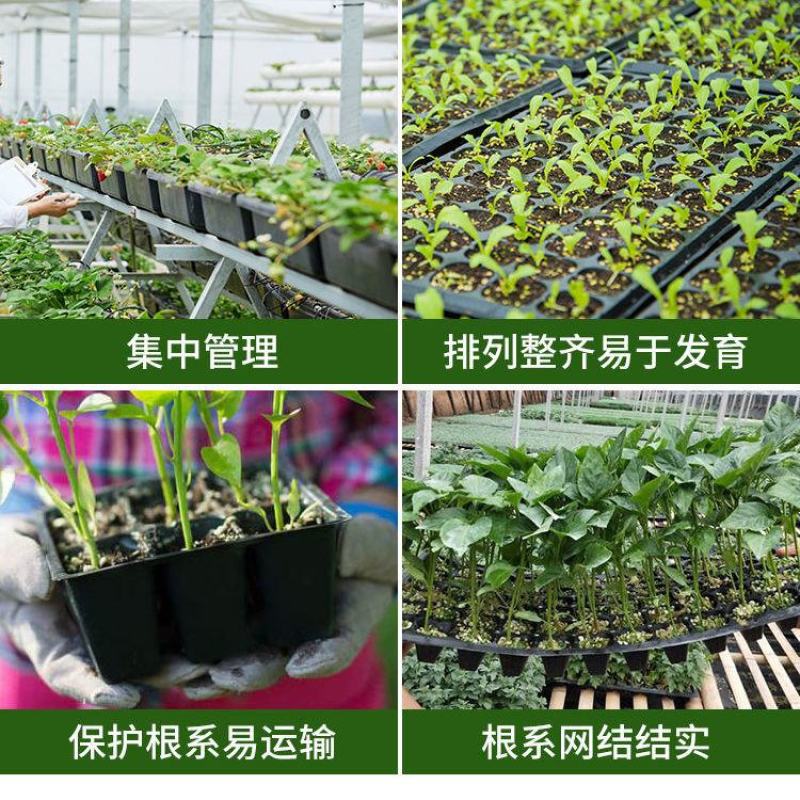 穴盘育苗盘育苗盒器苗木多肉叶插育苗箱育苗盆托盘培育