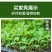 穴盘育苗盘育苗盒器苗木多肉叶插育苗箱育苗盆托盘培育