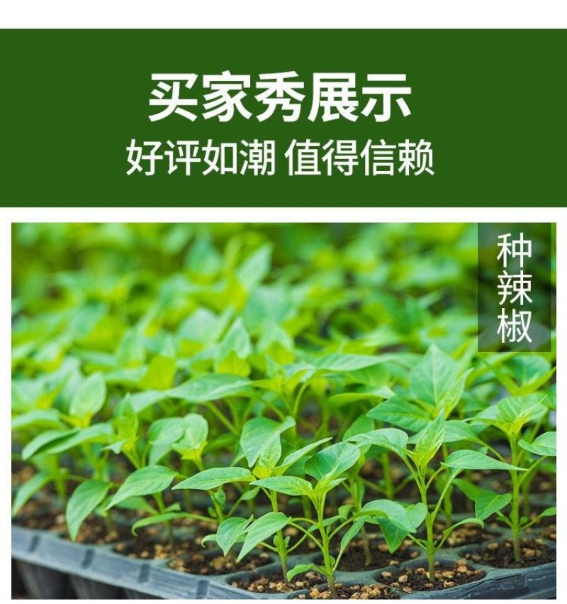 穴盘育苗盘育苗盒器苗木多肉叶插育苗箱育苗盆托盘培育