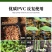 穴盘育苗盘育苗盒器苗木多肉叶插育苗箱育苗盆托盘培育