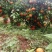 沃柑