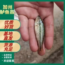 [优质]加州鲈鱼苗*优质鲈鱼*训化淡水鲈鱼苗*鱼场直销