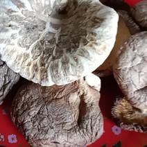 农家自种的新货椴木花菇干货，新鲜250克为—件包邮。
