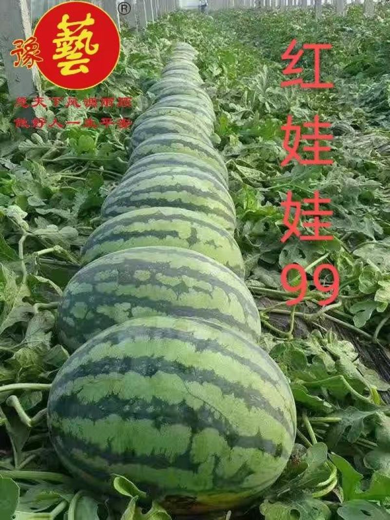 博韬甜王西瓜种子大果含糖量高大果型不空心不倒瓤所有品种