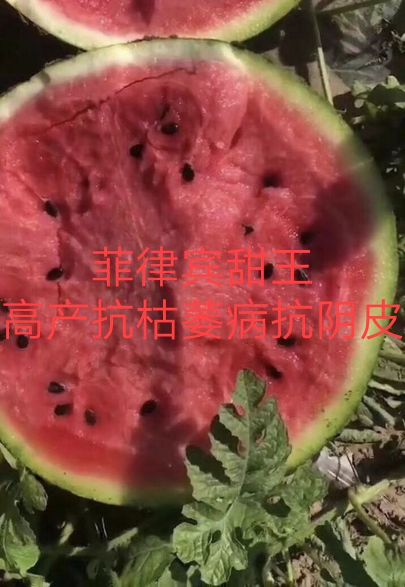 博韬甜王西瓜种子大果含糖量高大果型不空心不倒瓤所有品种
